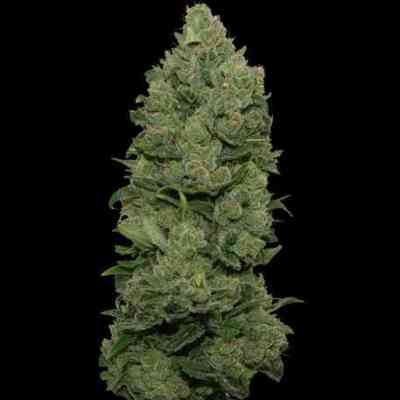 Top Dawg > Barney`s Farm | Feminized Marijuana   |  Sativa